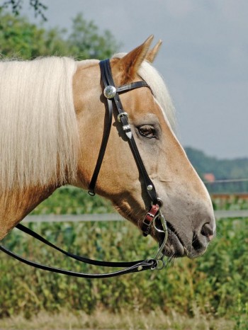 Kopfstück Colt Silver V - mit Zügeln VB, braun